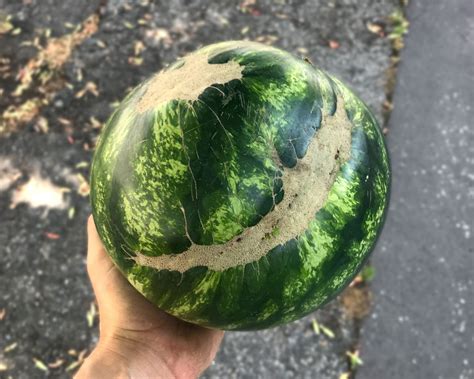 Sweet Watermelon - How to pick a ripe watermelon - Michal Marček