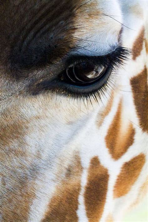 Eyes💕 Animals Giraffe Animal Photography