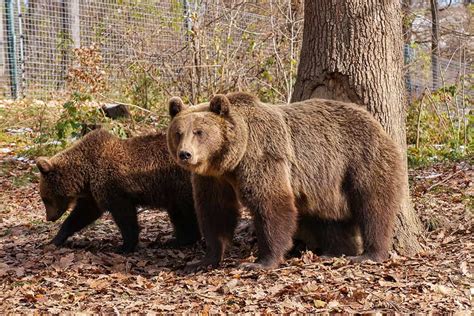 Visiting The Libearty Bear Sanctuary In Zarnesti Romania