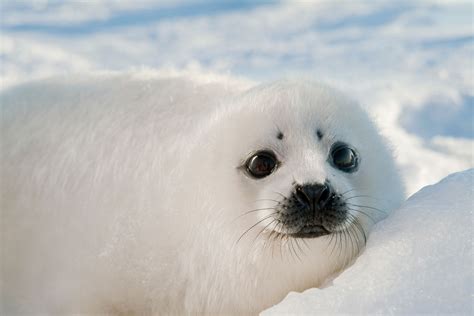Nature Seals Winter Snow Animals Baby Animals