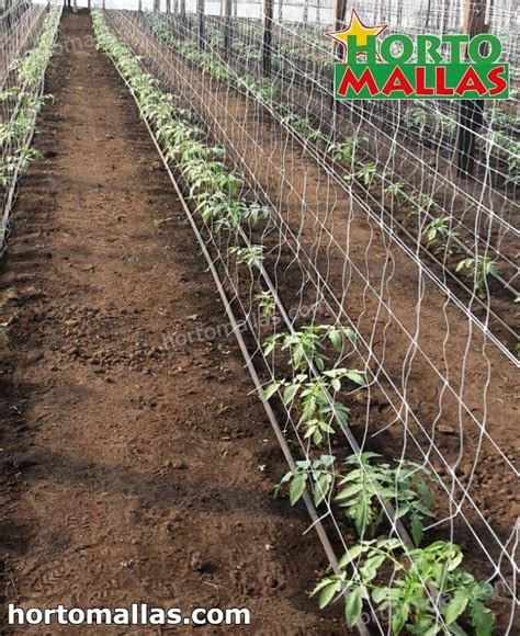 Tomato Trellis4 Hortomallas™ Supporting Your Crops®
