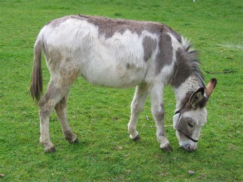Filemudchute Farm Donkey Wikimedia Commons