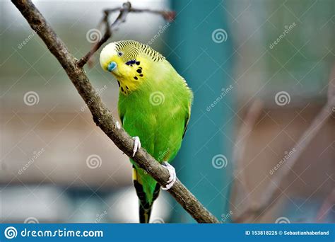Budgie Sitting On A Branch Crooking Head Stock Image Image Of Cute