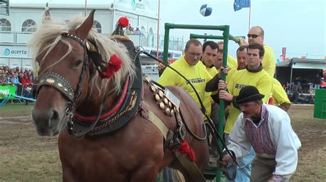International Draft Horse Pulling And Agility Competition Part 2