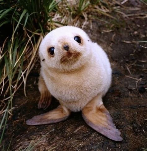 32 Cute Animals That Will Make Your Heart Explode From Cuteness Page