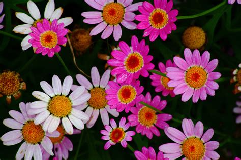 Free photo: Pretty flowers - Bloom, Flowers, Garden - Free Download - Jooinn