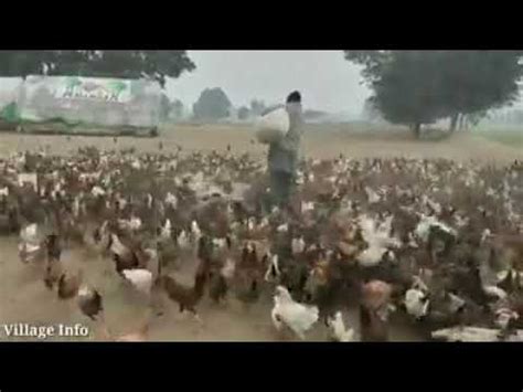 جو لوگ وزیراعظم انڈہ مرغی پروگرام کا مذاق اڑاتے ہیں ایک مرتبہ یہ ویڈیو