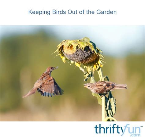 Keep Birds Out Of The Garden Thriftyfun