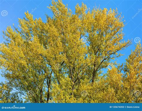 Tree Against Blue Sky In Autumn Stock Image Image Of Plant Flora