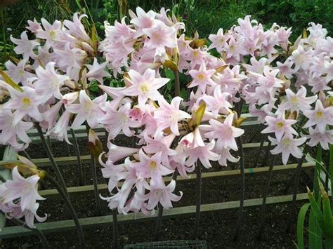 photo of the entire plant of naked lady amaryllis belladonna posted by chickensonmars
