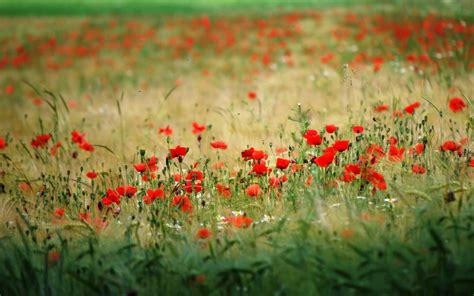 Many Red Poppy Field Wallpapers And Images Wallpapers Pictures Photos