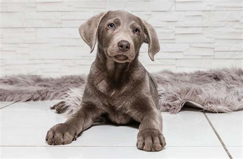 Silver Lab The Facts About Silver Labrador Retrievers