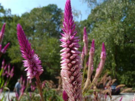 Cool Purple Spiky Flowers South Carolina Botanical Gardens Flickr