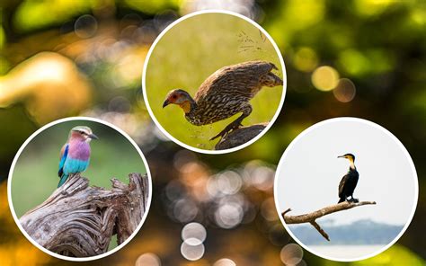 10 Important Bird Areas In Kenya To Visit Kenya Geographic