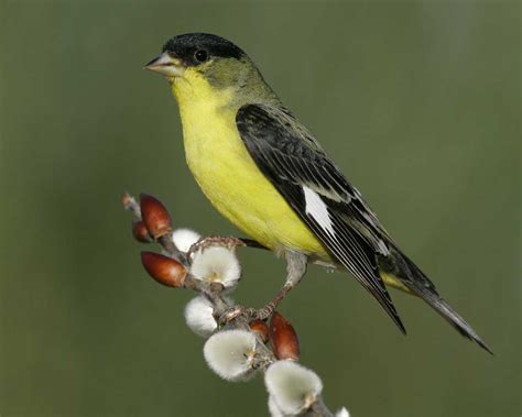 The correct expression is less and less. Lesser Goldfinch | Audubon Field Guide