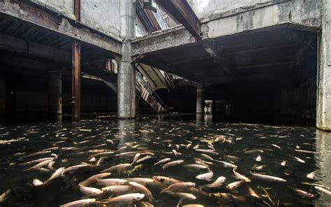 In Pictures Abandoned Shopping Mall Becomes Urban Aquarium In Bangkok