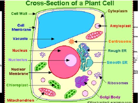 Showme A Real Plant Cell