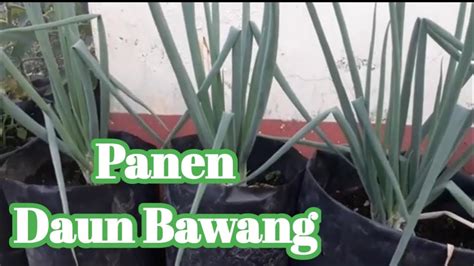 Sebaiknya air dapat merendam dapat merendam. Panen Daun Bawang di Polybag - YouTube