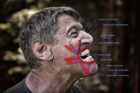 Dilator Muscles Of Lips