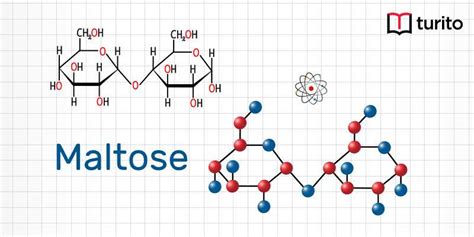 Maltose Structure Sources Properties Turito Us Blog