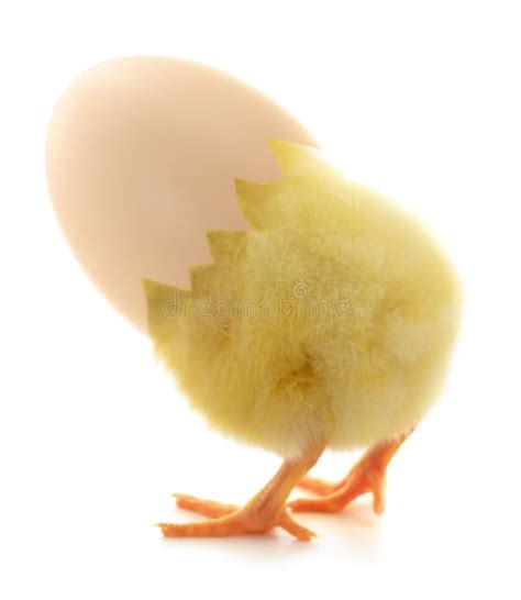 Baby Chick Coming Out Egg Stock Photos Free And Royalty Free Stock