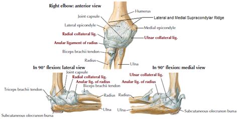 Elbow Joint Anatomy Function Mobile Physiotherapy Clinic
