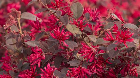 Southeast 5 Shrubs That Look Great In August Zone 6 8 Grow