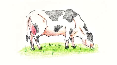 How To Draw A Cow Wiki Drawing Animals