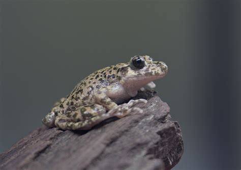 Mallorcan Midwife Toad Zoochat