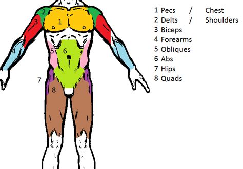 Human muscle system, the muscles of the human body that work the skeletal system, that are under voluntary control, and that are concerned with the following sections provide a basic framework for the understanding of gross human muscular anatomy, with descriptions of the large muscle groups. muscles | prfitnessblog