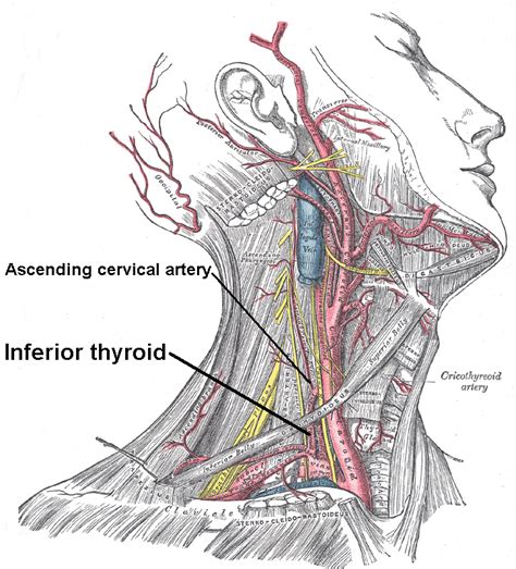 Find out about carotid artery disease symptoms, treatments & more. Effect of selected manual therapy interventions for ...