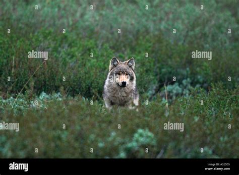 Gray Wolf In Denali National Park Shot In The Wild Stock Photo Alamy