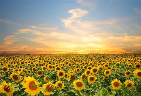 Laeacco Cloudy Sky Sunflower Field Landscape Photography