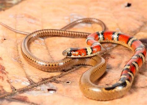 Nicaragua Descubren Una Nueva Especie De Serpiente En Nuestra Fauna