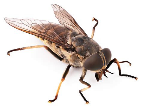 Human Bot Flies Grow In Their Hosts Flesh Drive Bye Pest Exterminators