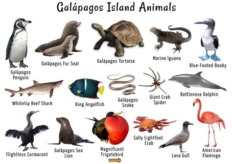 Galapagos Islands Animals List Facts And Pictures