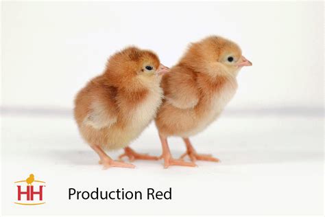 Red Chicks Telegraph