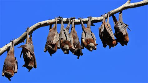 10 Reasons You Dont Need To Be Scared Of Bats The University Of Sydney