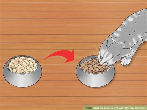 If you do notice your cat has diarrhea between visits, what could be the cause? 3 Ways to Treat a Cat with Bloody Diarrhea - wikiHow