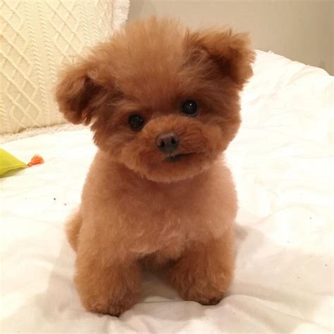 Poodle Puppy Or Teddy Bear Cute Dogs Teacup Poodle Puppies Toy