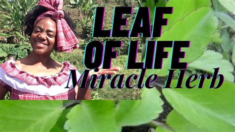 Leaf Of Life Benefits And Uses Tree Of Life Miracle Herb Bryophyllum
