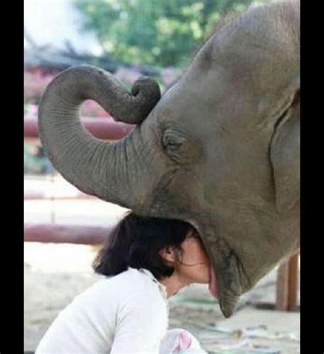 Picture Gallery 79 Funny Elephant Elephant Funny Animals