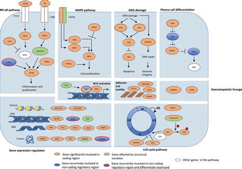 Several Key Pathways In Multiple Myeloma Are Disrupted By A Range Of