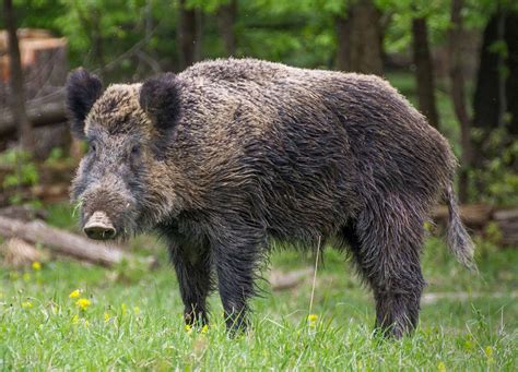 Germany Installs Electric Fencing To Deter Wild Boars At