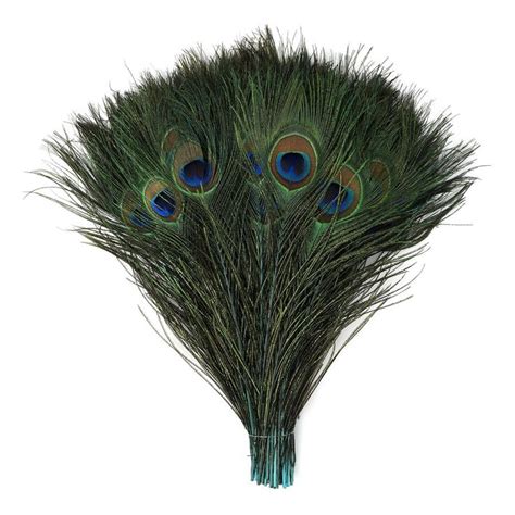 stem dyed peacock tail feathers with full eyes [{wedding centerpieces}] 8 15 peacock tail