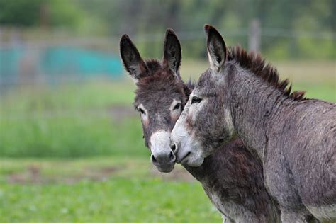 Donkeys Cuddling In Green Field Stock Photo Download