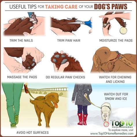 10 Useful Tips For Taking Care Of Your Dogs Paws Top 10 Home Remedies