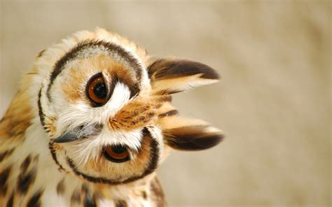 Cute Owl Wallpaper 1440x900 45988