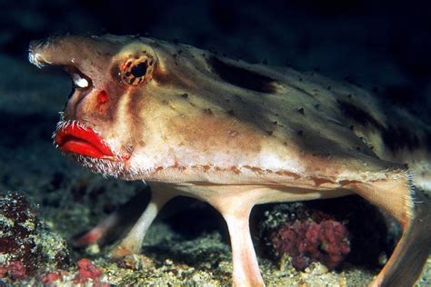 13 Ugly Animals That Prove Beauty Is In The Eye Of The Beholder