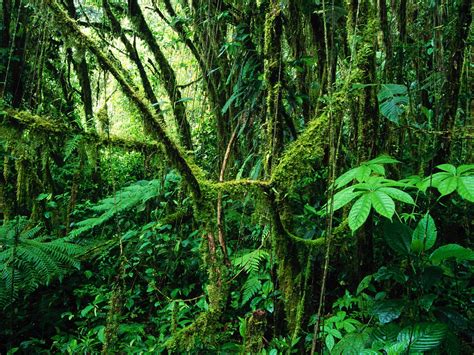 Costa Rica America Monteverde Rainforest